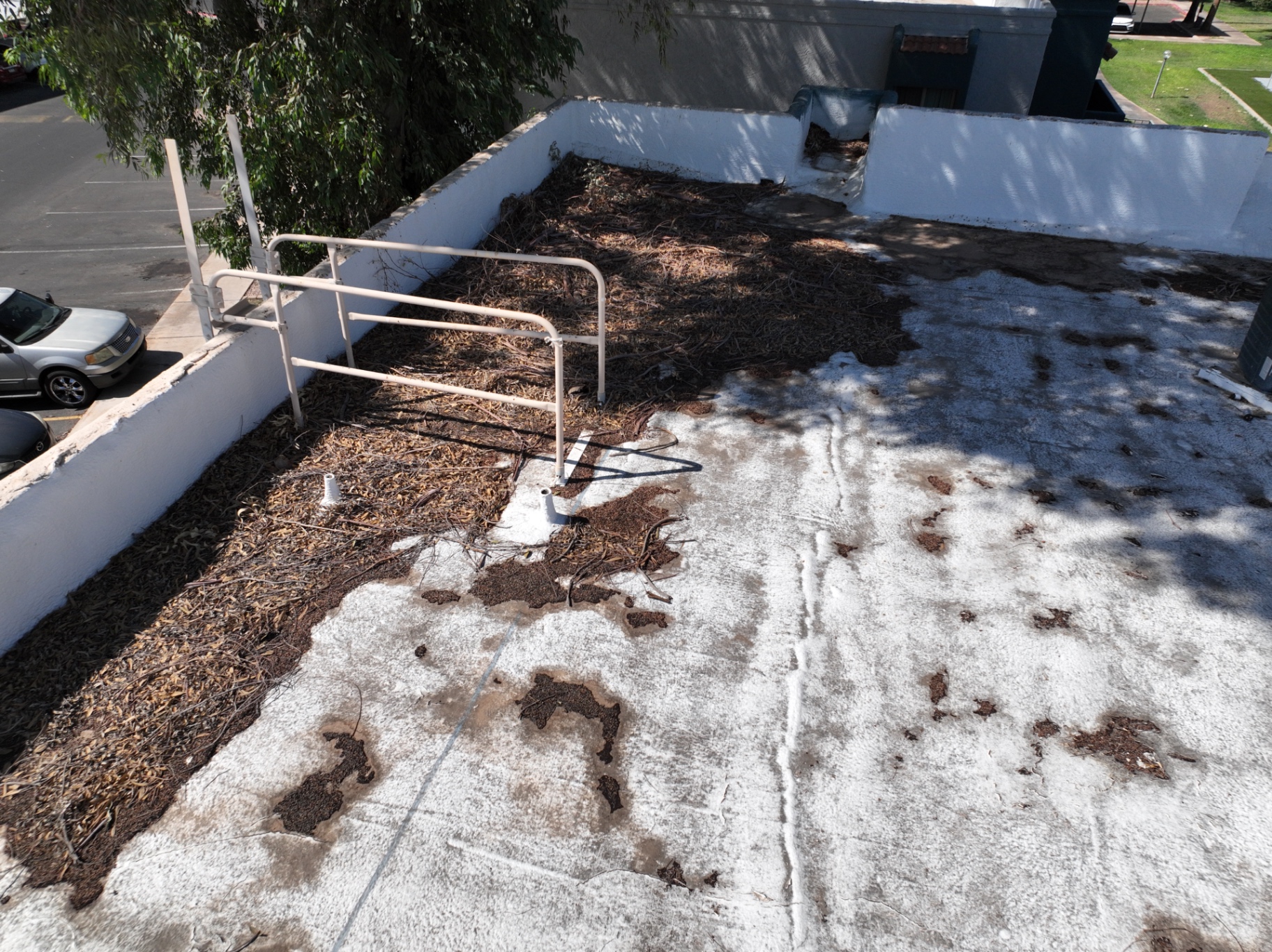 Vegetative debris buildup along parapet wall on Chandler AZ foam roof